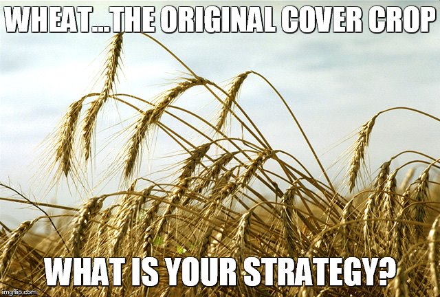 NLRS | WHEAT...THE ORIGINAL COVER CROP; WHAT IS YOUR STRATEGY? | image tagged in farm | made w/ Imgflip meme maker