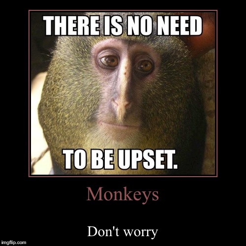 Don't Worry Monkey | image tagged in funny,demotivationals,monkeys | made w/ Imgflip demotivational maker
