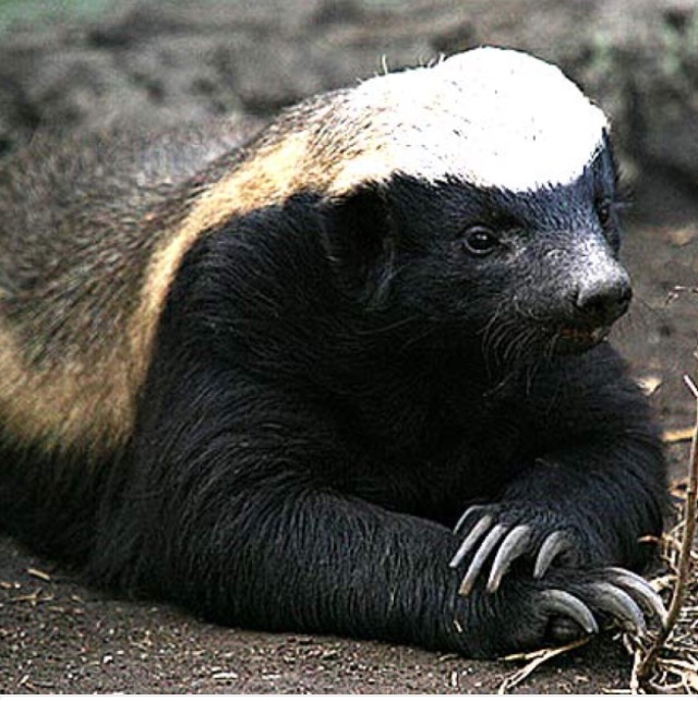 Honey badger  Blank Meme Template