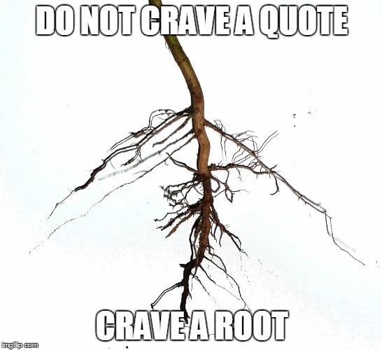 root | DO NOT CRAVE A QUOTE; CRAVE A ROOT | image tagged in root | made w/ Imgflip meme maker