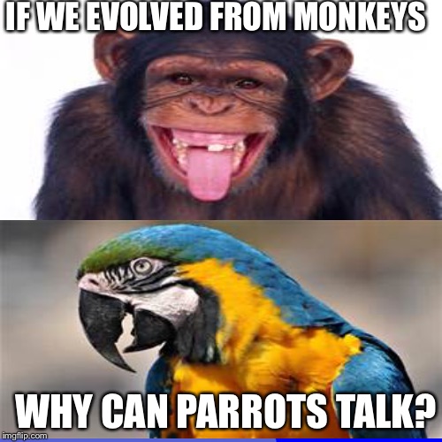 Hmmmm | IF WE EVOLVED FROM MONKEYS; WHY CAN PARROTS TALK? | image tagged in memes | made w/ Imgflip meme maker