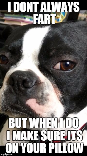 I DONT ALWAYS FART; BUT WHEN I DO I MAKE SURE ITS ON YOUR PILLOW | image tagged in the most interesting dog in the world | made w/ Imgflip meme maker