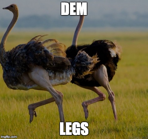 Ostrich | DEM; LEGS | image tagged in funny | made w/ Imgflip meme maker