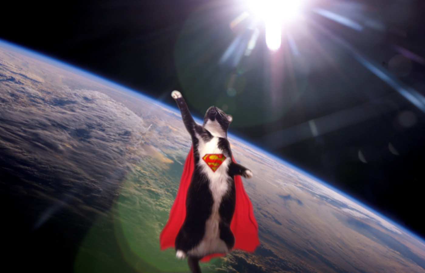 High Quality Super Cat Blank Meme Template