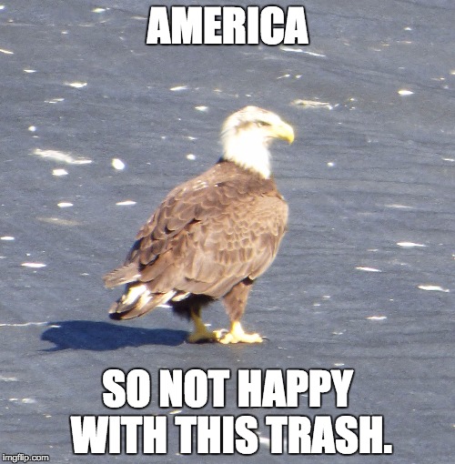 AMERICA; SO NOT HAPPY WITH THIS TRASH. | image tagged in bald eagle at the dump | made w/ Imgflip meme maker