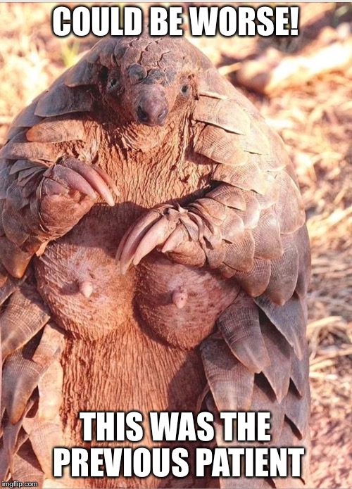COULD BE WORSE! THIS WAS THE PREVIOUS PATIENT | image tagged in pangolin | made w/ Imgflip meme maker