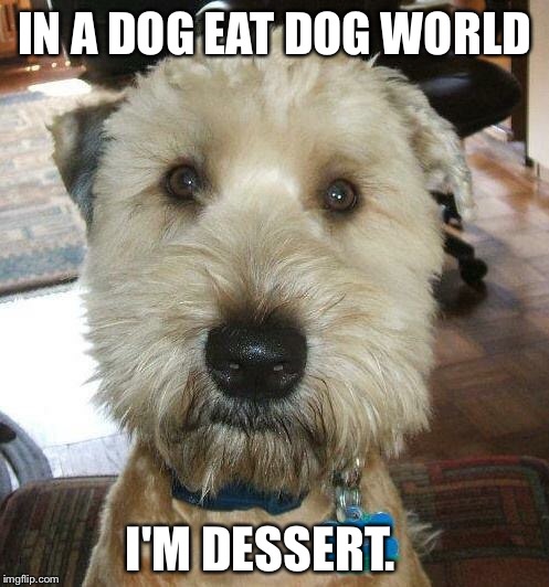 IN A DOG EAT DOG WORLD; I'M DESSERT. | image tagged in the most interesting dog in the world | made w/ Imgflip meme maker