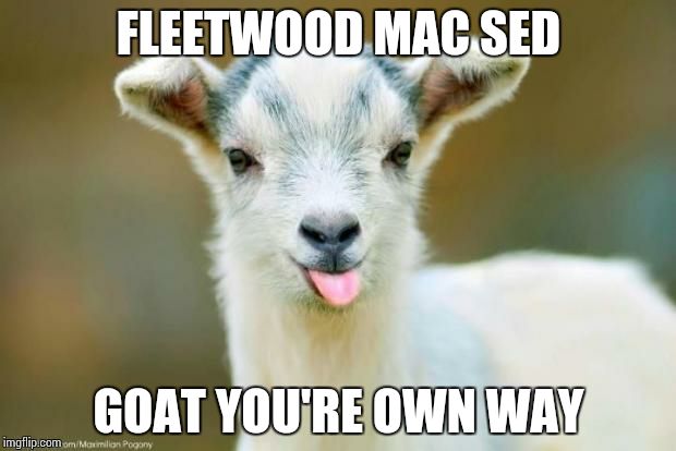 goat | FLEETWOOD MAC SED; GOAT YOU'RE OWN WAY | image tagged in goat | made w/ Imgflip meme maker