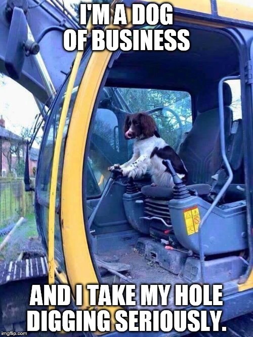 I'M A DOG OF BUSINESS; AND I TAKE MY HOLE DIGGING SERIOUSLY. | image tagged in digging dog hole yard | made w/ Imgflip meme maker