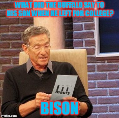 Maury Lie Detector | WHAT DID THE BUFFALO SAY TO HIS SON WHEN HE LEFT FOR COLLEGE? BISON | image tagged in memes,maury lie detector | made w/ Imgflip meme maker