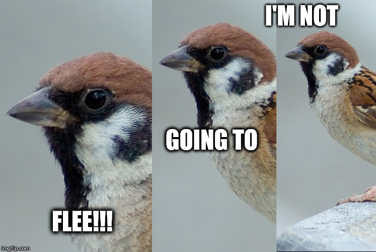 The Nerves Sparrow | I'M NOT; GOING TO; FLEE!!! | image tagged in the nerves sparrow | made w/ Imgflip meme maker