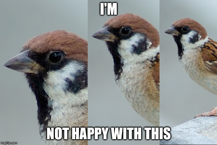 The Nerves Sparrow | I'M; NOT HAPPY WITH THIS | image tagged in the nerves sparrow | made w/ Imgflip meme maker