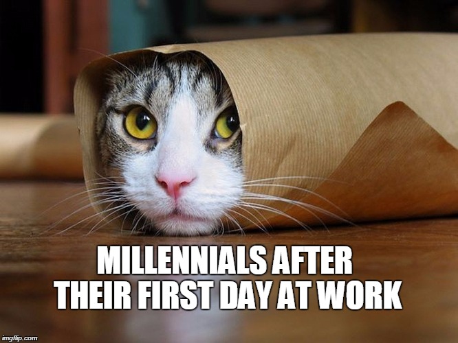 first day of work meme cat