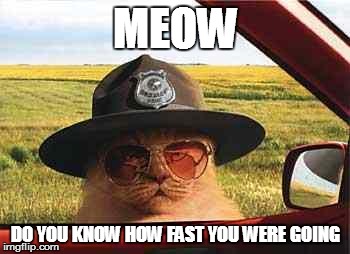 avo2484catsheriff | MEOW; DO YOU KNOW HOW FAST YOU WERE GOING | image tagged in avo2484catsheriff | made w/ Imgflip meme maker