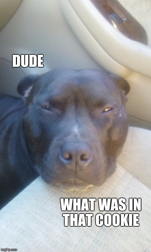 chasing crumbs Imgflip