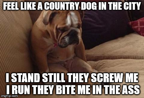 sad dog | FEEL LIKE A COUNTRY DOG IN THE CITY; I STAND STILL THEY SCREW ME I RUN THEY BITE ME IN THE ASS | image tagged in sad dog | made w/ Imgflip meme maker