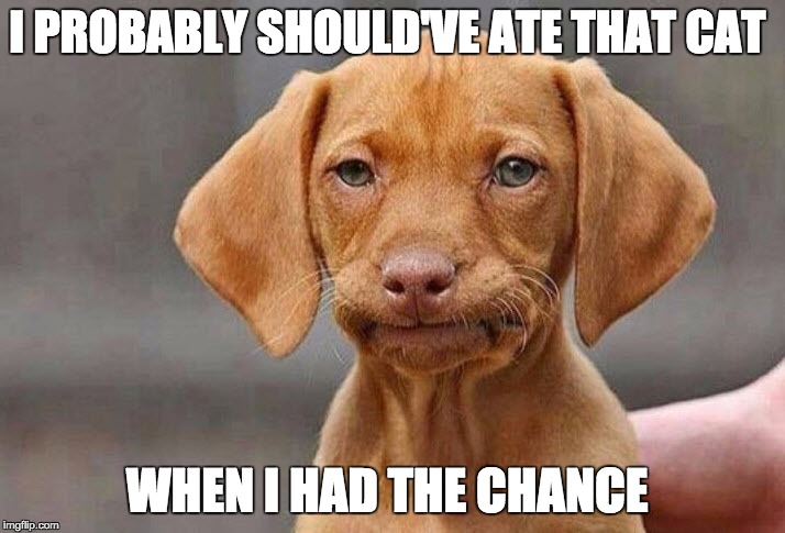 Yummy Kitty | I PROBABLY SHOULD'VE ATE THAT CAT; WHEN I HAD THE CHANCE | image tagged in memes | made w/ Imgflip meme maker