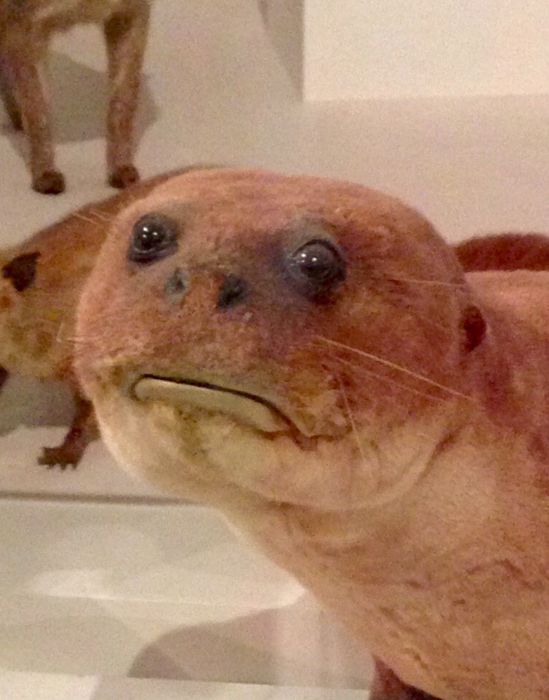 High Quality Taxidermy Otter Blank Meme Template
