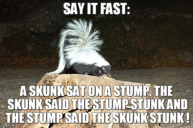 Stinky | SAY IT FAST:; A SKUNK SAT ON A STUMP. THE SKUNK SAID THE STUMP STUNK AND THE STUMP SAID THE SKUNK STUNK ! | image tagged in skunk,bad smell,stinky | made w/ Imgflip meme maker