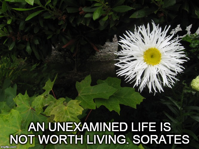 Exotic Daisy | AN UNEXAMINED LIFE IS NOT WORTH LIVING. SORATES | image tagged in socrates | made w/ Imgflip meme maker