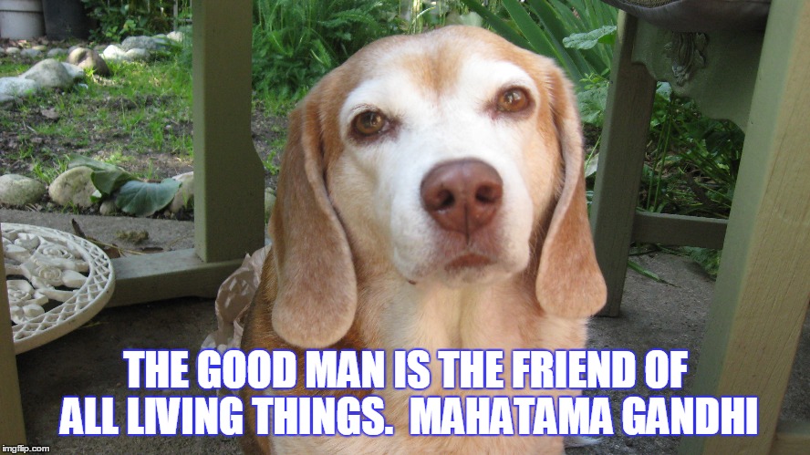 Friend to animals | THE GOOD MAN IS THE FRIEND OF ALL LIVING THINGS.  MAHATAMA GANDHI | image tagged in beagle | made w/ Imgflip meme maker