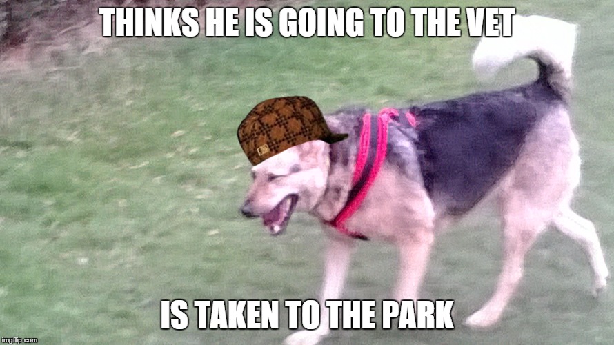 THINKS HE IS GOING TO THE VET; IS TAKEN TO THE PARK | image tagged in dog | made w/ Imgflip meme maker