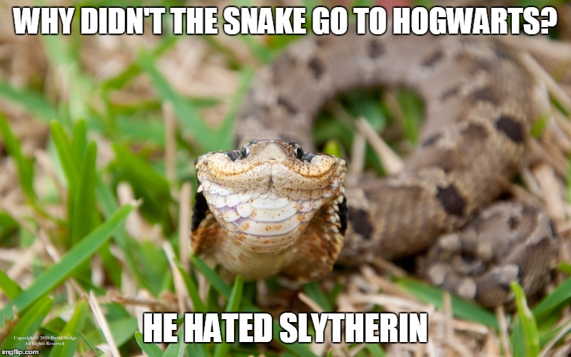 WHY DIDN'T THE SNAKE GO TO HOGWARTS? HE HATED SLYTHERIN | image tagged in smiling snake | made w/ Imgflip meme maker