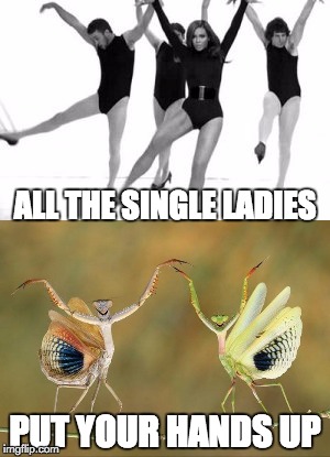Nature's Single Ladies | ALL THE SINGLE LADIES; PUT YOUR HANDS UP | image tagged in praying mantis,single ladies,beyonce,national geographic,justin timberlake,hands up | made w/ Imgflip meme maker