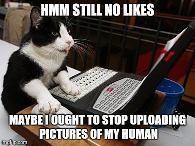  cat-astrophic over uploading of cute pet photos | HMM STILL NO LIKES; MAYBE I OUGHT TO STOP UPLOADING PICTURES OF MY HUMAN | image tagged in cat laptop,funny memes,social media,crazy cat lady | made w/ Imgflip meme maker