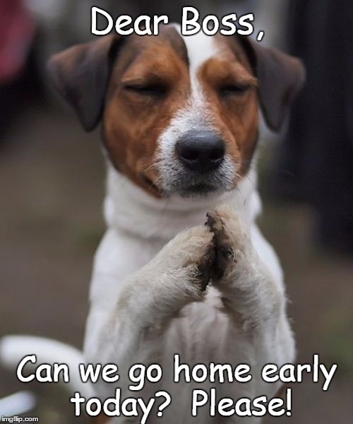 praying dog | Dear Boss, Can we go home early today?  Please! | image tagged in praying dog | made w/ Imgflip meme maker