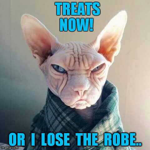 Treats now | TREATS  NOW! OR  I  LOSE  THE  ROBE.. | image tagged in grumpy cat,angry cat,cat,disgruntled,mean | made w/ Imgflip meme maker