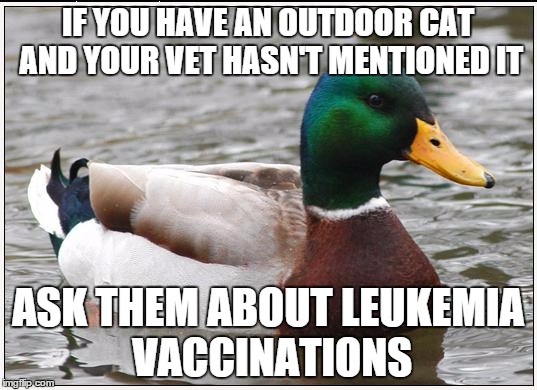 Actual Advice Mallard | IF YOU HAVE AN OUTDOOR CAT AND YOUR VET HASN'T MENTIONED IT; ASK THEM ABOUT LEUKEMIA VACCINATIONS | image tagged in memes,actual advice mallard | made w/ Imgflip meme maker