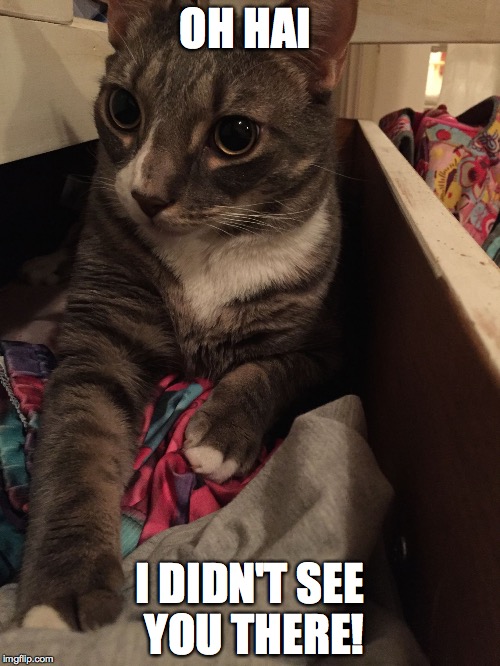 OH HAI; I DIDN'T SEE YOU THERE! | image tagged in guilty cat | made w/ Imgflip meme maker