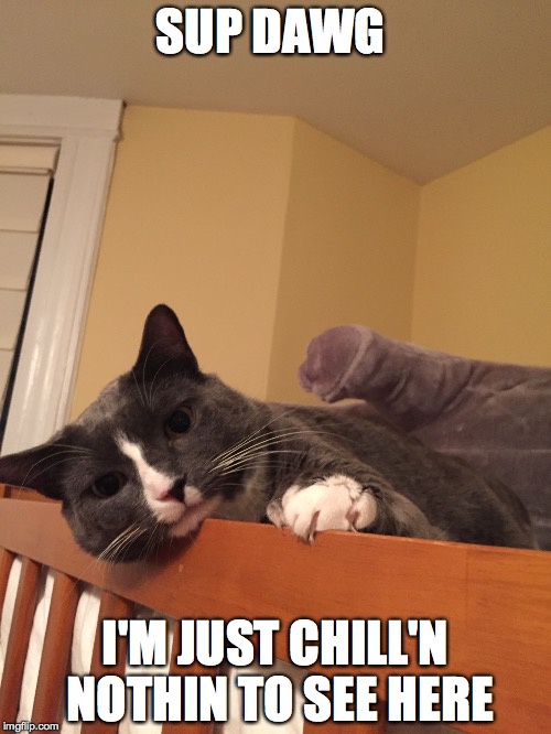 SUP DAWG; I'M JUST CHILL'N NOTHIN TO SEE HERE | image tagged in just chili'n | made w/ Imgflip meme maker