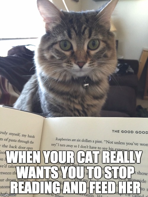 WHEN YOUR CAT REALLY WANTS YOU TO STOP READING AND FEED HER | image tagged in cat stare | made w/ Imgflip meme maker