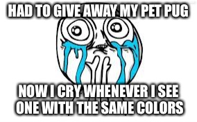 Crying Because Of Cute | HAD TO GIVE AWAY MY PET PUG; NOW I CRY WHENEVER I SEE ONE WITH THE SAME COLORS | image tagged in memes,crying because of cute | made w/ Imgflip meme maker