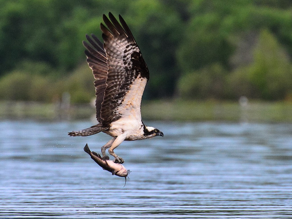 High Quality Osprey with catfish Blank Meme Template