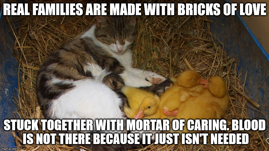 Real Families | REAL FAMILIES ARE MADE WITH BRICKS OF LOVE; STUCK TOGETHER WITH MORTAR OF CARING. BLOOD IS NOT THERE BECAUSE IT JUST ISN'T NEEDED | image tagged in cat,ducks,families | made w/ Imgflip meme maker