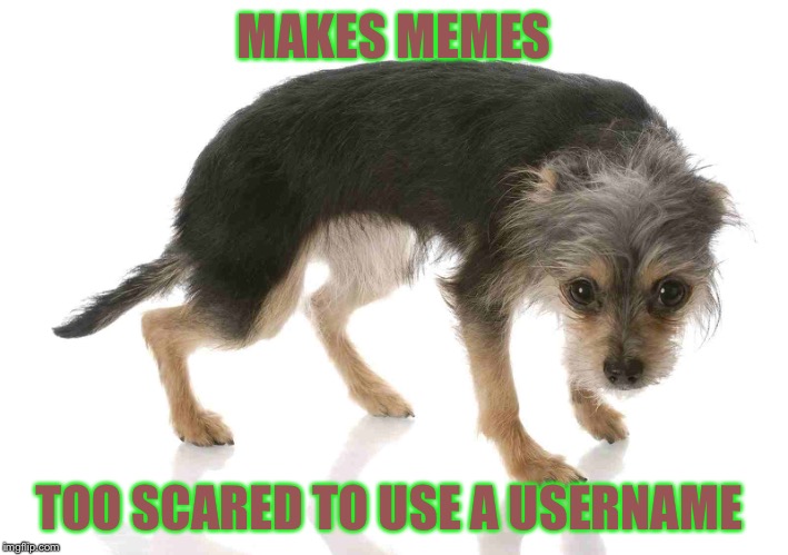 Scrappy scared dog | MAKES MEMES TOO SCARED TO USE A USERNAME | image tagged in funny | made w/ Imgflip meme maker