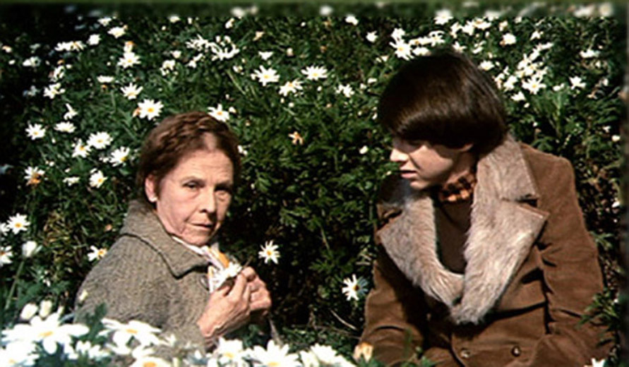 Harold and Maude with Daises, Pensive Blank Meme Template