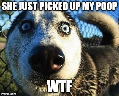 Scared dog | SHE JUST PICKED UP MY POOP; WTF | image tagged in scared dog | made w/ Imgflip meme maker