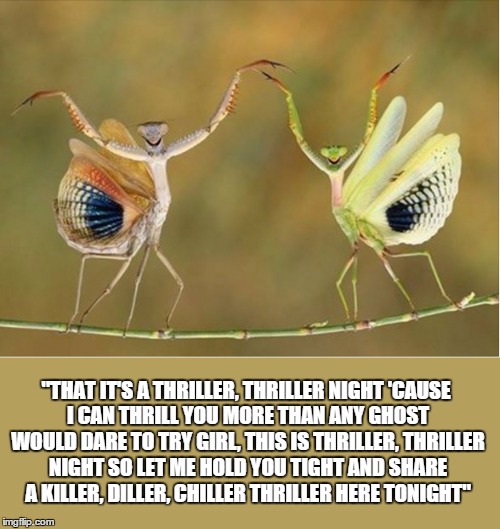 "Thriller!" | "THAT IT'S A THRILLER, THRILLER NIGHT
'CAUSE I CAN THRILL YOU MORE THAN ANY GHOST WOULD DARE TO TRY
GIRL, THIS IS THRILLER, THRILLER NIGHT
SO LET ME HOLD YOU TIGHT AND SHARE A KILLER, DILLER, CHILLER
THRILLER HERE TONIGHT" | image tagged in funny meme,insects,michael jackson,meme,funny | made w/ Imgflip meme maker