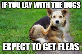 scratching dog | IF YOU LAY WITH THE DOGS; EXPECT TO GET FLEAS | image tagged in dogs | made w/ Imgflip meme maker