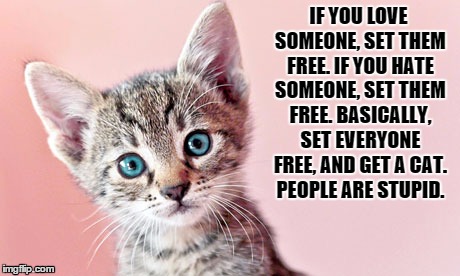 SET EVERYONE FREE GET A CAT | IF YOU LOVE SOMEONE, SET THEM FREE. IF YOU HATE SOMEONE, SET THEM FREE. BASICALLY, SET EVERYONE FREE, AND GET A CAT. PEOPLE ARE STUPID. | image tagged in cute,cat,kitten,set,free,meme | made w/ Imgflip meme maker