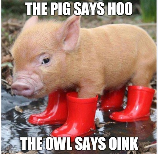 Little piggy in red boots | THE PIG SAYS HOO; THE OWL SAYS OINK | image tagged in little piggy in red boots | made w/ Imgflip meme maker