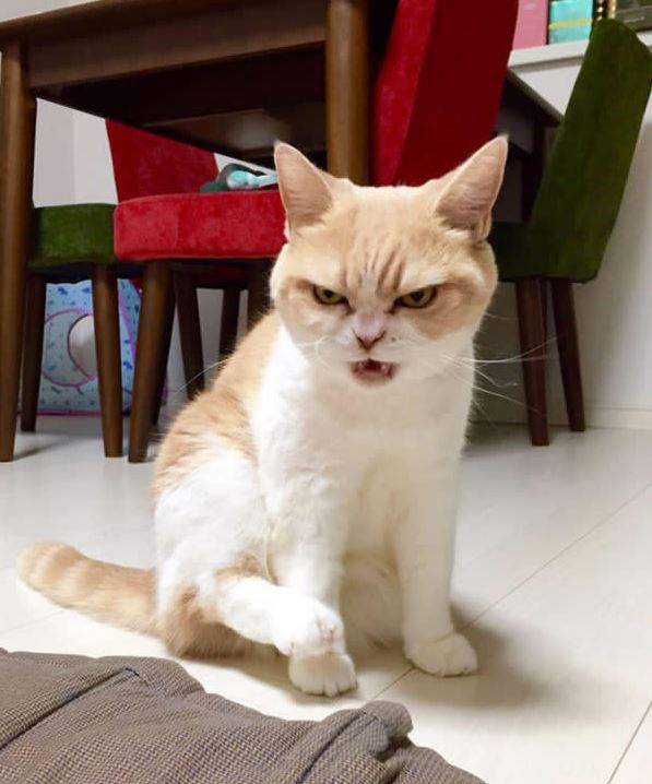 Japanese grumpy cat Blank Meme Template