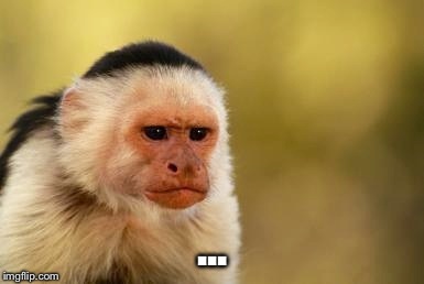 Grumpy Capuchin | ... | image tagged in grumpy capuchin | made w/ Imgflip meme maker