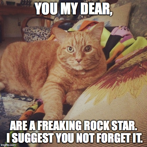 You Are A Rock Star | YOU MY DEAR, ARE A FREAKING ROCK STAR. I SUGGEST YOU NOT FORGET IT. | image tagged in cats,funny memes | made w/ Imgflip meme maker