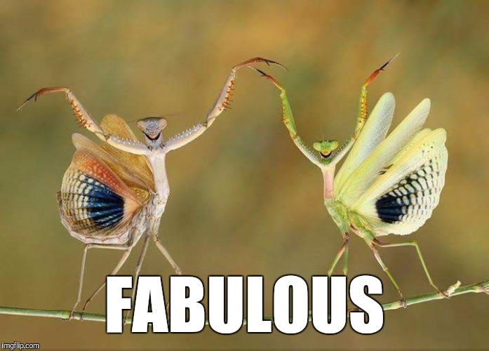 Fabulous | FABULOUS | image tagged in fabulous,funny,memes,animals,praying mantis,national geographic | made w/ Imgflip meme maker
