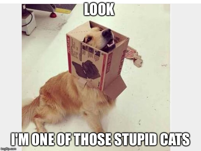 Oh cats | LOOK; I'M ONE OF THOSE STUPID CATS | image tagged in funny,dog,box | made w/ Imgflip meme maker